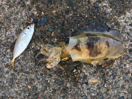 久々のアオリキャッチと痛恨のミス！